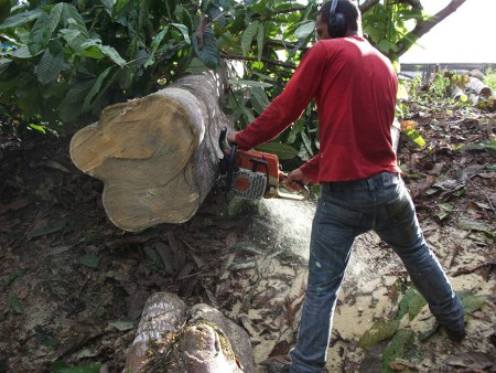 Recortando tronco no solo